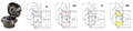 Ground-Spiral-Miter-Gears--MMSG-_Dim